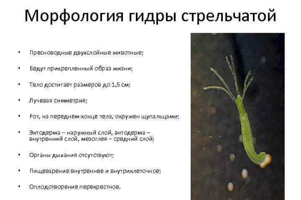 Кракен сайт kr2web in цены